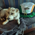 St. Patricks Day im Irish Pub "LEPRECHAUN" - Impressionen